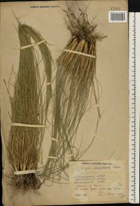 Stipa dasyphylla (Lindem.) Czern. ex Trautv., Eastern Europe, Eastern region (E10) (Russia)