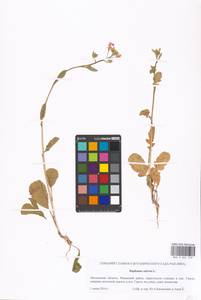 Raphanus sativus L., Eastern Europe, Moscow region (E4a) (Russia)