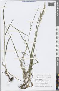 Bromus inermis Leyss., Eastern Europe, Central forest-and-steppe region (E6) (Russia)