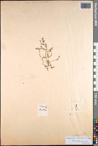 Lycopodioides helvetica (L.) Kuntze, Western Europe (EUR) (Not classified)