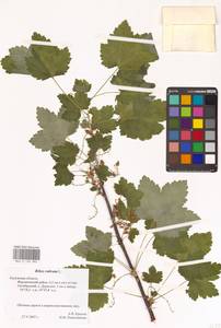 Ribes rubrum L., Eastern Europe, Central region (E4) (Russia)