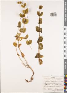 Hylotelephium maximum subsp. maximum, Eastern Europe, Central region (E4) (Russia)