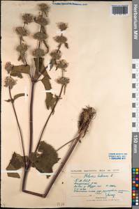 Phlomoides tuberosa (L.) Moench, Siberia, Baikal & Transbaikal region (S4) (Russia)