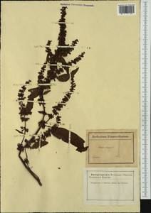 Rumex crispus L., Western Europe (EUR) (France)