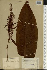 Rumex ×heterophyllus Schultz, Eastern Europe, Latvia (E2b) (Latvia)