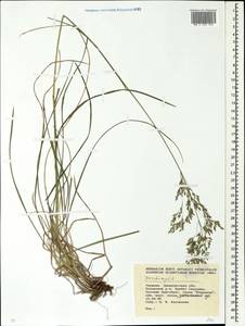 Deschampsia, Eastern Europe, West Ukrainian region (E13) (Ukraine)