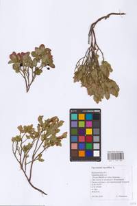 Vaccinium myrtillus L., Eastern Europe, Northern region (E1) (Russia)