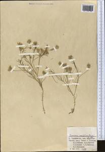 Cuminum setifolium (Boiss.) Koso-Pol., Middle Asia, Pamir & Pamiro-Alai (M2) (Tajikistan)