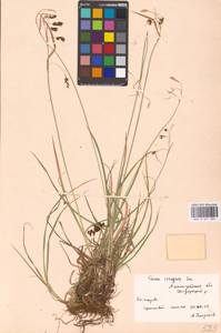Carex magellanica subsp. irrigua (Wahlenb.) Hiitonen, Eastern Europe, North-Western region (E2) (Russia)