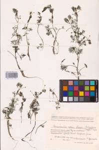 Ranunculus rionii Lagger, Eastern Europe, Lower Volga region (E9) (Russia)