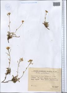 Arabidopsis septentrionalis (N. Busch) D. A. German, Siberia, Central Siberia (S3) (Russia)