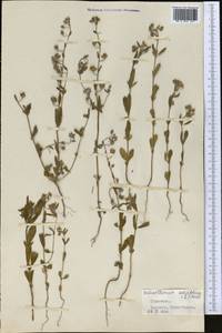 Helianthemum salicifolium (L.) Miller, Middle Asia, Kopet Dag, Badkhyz, Small & Great Balkhan (M1) (Turkmenistan)