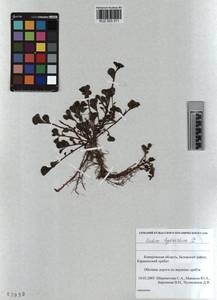 KUZ 003 371, Phedimus hybridus (L.) 't Hart, Siberia, Altai & Sayany Mountains (S2) (Russia)