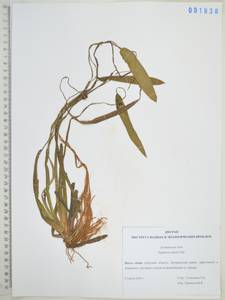 Sagittaria natans Pall., Siberia, Russian Far East (S6) (Russia)