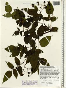 Rubus rosifolius Sm., South Asia, South Asia (Asia outside ex-Soviet states and Mongolia) (ASIA) (Philippines)