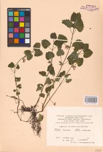 MHA 0 155 832, Glechoma hederacea L., Eastern Europe, Central region (E4) (Russia)
