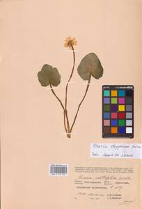 Ficaria verna Huds., Eastern Europe, Lower Volga region (E9) (Russia)