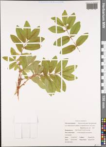 Lonicera caerulea L., Siberia, Chukotka & Kamchatka (S7) (Russia)