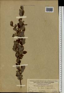 Salix aurita × lapponum × myrtilloides, Eastern Europe, Volga-Kama region (E7) (Russia)