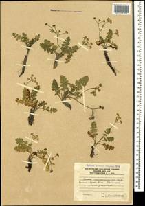 Carum caucasicum (M. Bieb.) Boiss., Caucasus, South Ossetia (K4b) (South Ossetia)