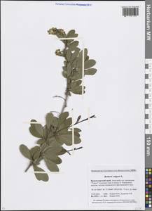 Berberis vulgaris L., Caucasus, Krasnodar Krai & Adygea (K1a) (Russia)