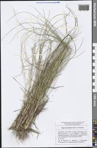 Stipa borysthenica Klokov ex Prokudin, Eastern Europe, Middle Volga region (E8) (Russia)