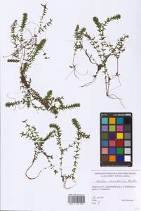 Elodea canadensis Michx., Eastern Europe, North-Western region (E2) (Russia)