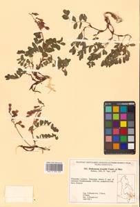 Hedysarum branthii Trautv. & C.A.Mey., Siberia, Russian Far East (S6) (Russia)