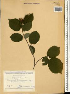 Corylus avellana L., Caucasus, Georgia (K4) (Georgia)