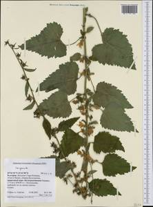 Campanula, Western Europe (EUR) (Bulgaria)