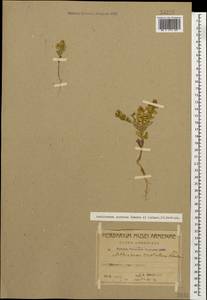Aethionema carneum (Banks & Sol.) B. Fedtsch., Caucasus, Azerbaijan (K6) (Azerbaijan)