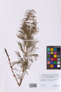 Equisetum sylvaticum L., Eastern Europe, Moscow region (E4a) (Russia)