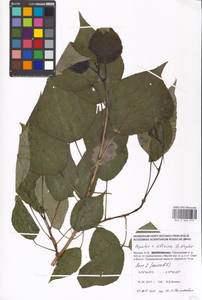 Populus tremuloides Michx., Eastern Europe, Moscow region (E4a) (Russia)