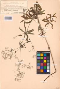 Galium intermedium Schult., Eastern Europe, Central region (E4) (Russia)