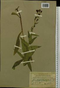 Hieracium tunguskanum Ganesch. & Zahn, Siberia, Central Siberia (S3) (Russia)