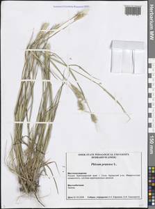 Phleum pratense L., Caucasus, Black Sea Shore (from Novorossiysk to Adler) (K3) (Russia)