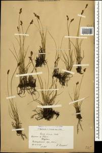 Carex divisa Huds., Caucasus, Armenia (K5) (Armenia)