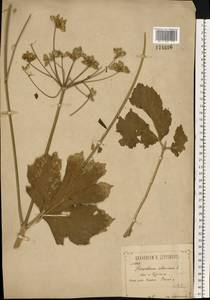 Heracleum sphondylium subsp. sibiricum (L.) Simonk., Eastern Europe, Central forest-and-steppe region (E6) (Russia)