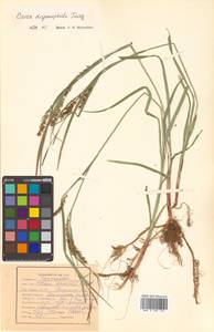Carex drymophila Turcz., Siberia, Russian Far East (S6) (Russia)