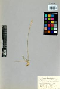 Elymus lolioides (P.Candargy) Melderis, Siberia, Altai & Sayany Mountains (S2) (Russia)