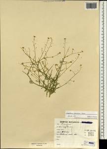 Lepidium persicum Boiss., South Asia, South Asia (Asia outside ex-Soviet states and Mongolia) (ASIA) (Iran)