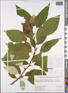 Populus trichocarpa Torr. & A. Gray ex Hook., Eastern Europe, Northern region (E1) (Russia)