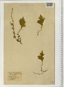 Dendrolycopodium juniperoideum (Sw.) A. Haines, Siberia, Chukotka & Kamchatka (S7) (Russia)