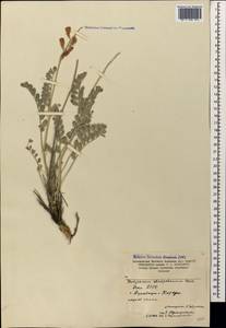 Hedysarum atropatanum Boiss., Caucasus, Azerbaijan (K6) (Azerbaijan)