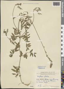 Oxytropis glabra DC., South Asia, South Asia (Asia outside ex-Soviet states and Mongolia) (ASIA) (China)