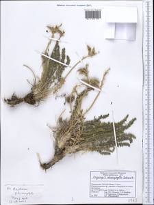 Oxytropis chionophylla Schrenk, Middle Asia, Pamir & Pamiro-Alai (M2) (Tajikistan)