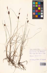 Carex rotundata Wahlenb., Eastern Europe, Northern region (E1) (Russia)