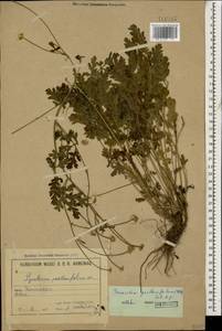 Tanacetum partheniifolium (Willd.) Sch. Bip., Caucasus, Armenia (K5) (Armenia)