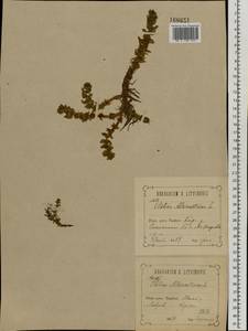 Elatine alsinastrum L., Eastern Europe, Central forest-and-steppe region (E6) (Russia)