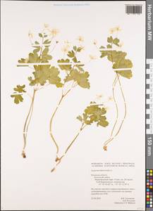 Isopyrum thalictroides L., Eastern Europe, Central region (E4) (Russia)